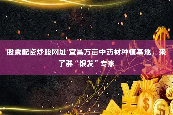 股票配资炒股网址 宜昌万亩中药材种植基地，来了群“银发”专家